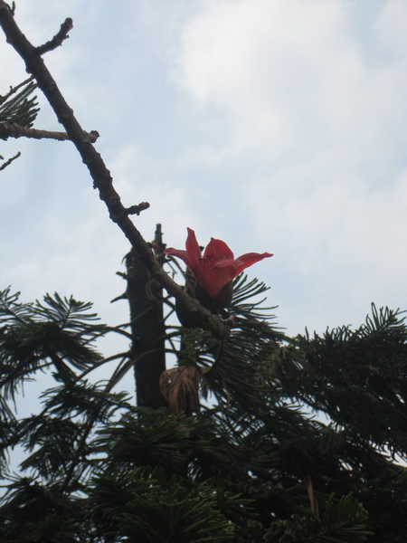 IMG_6677_С.JPG