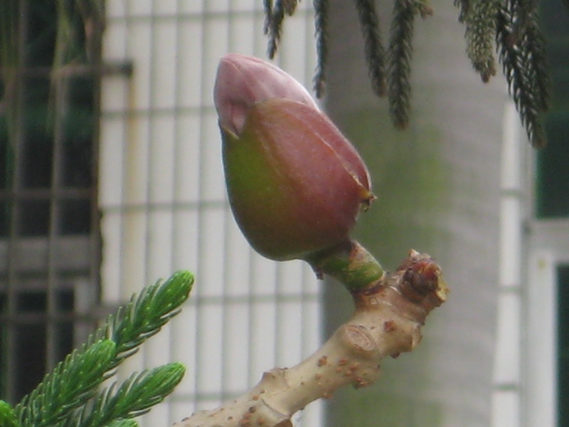 IMG_6683_С.JPG