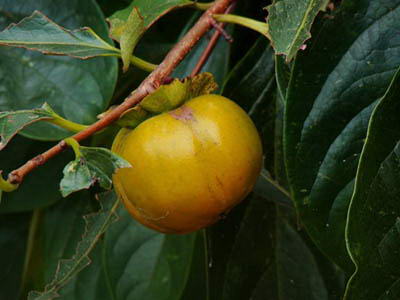 20090313180133.jpg