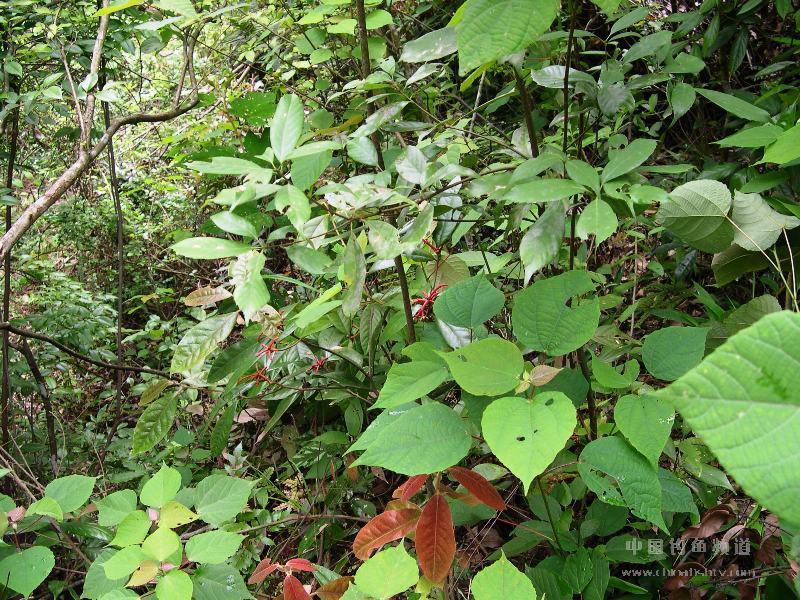 2008051610323876.jpg