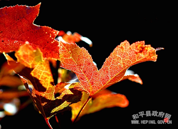 20100329025014323.jpg