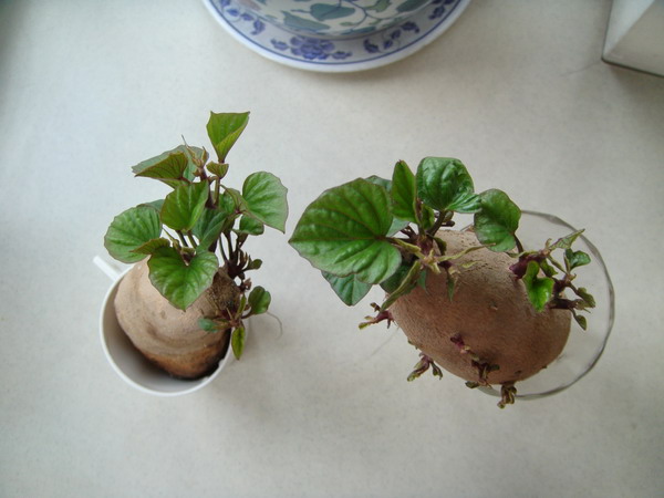 20090509_ac0f794b400c5acd9699jW6TFeymHBvx.jpg