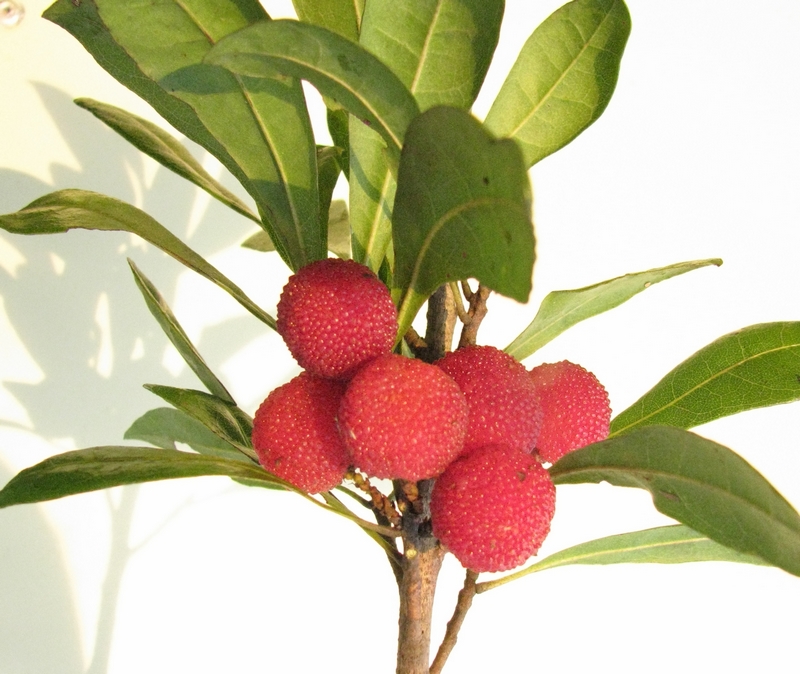 Ƭ 094.jpg