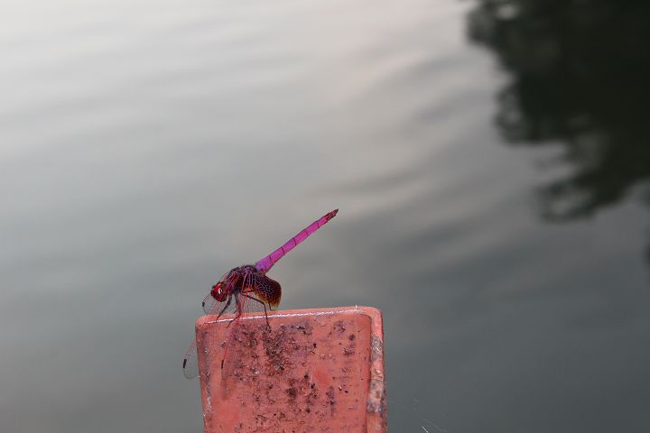 IMG_0803.jpg