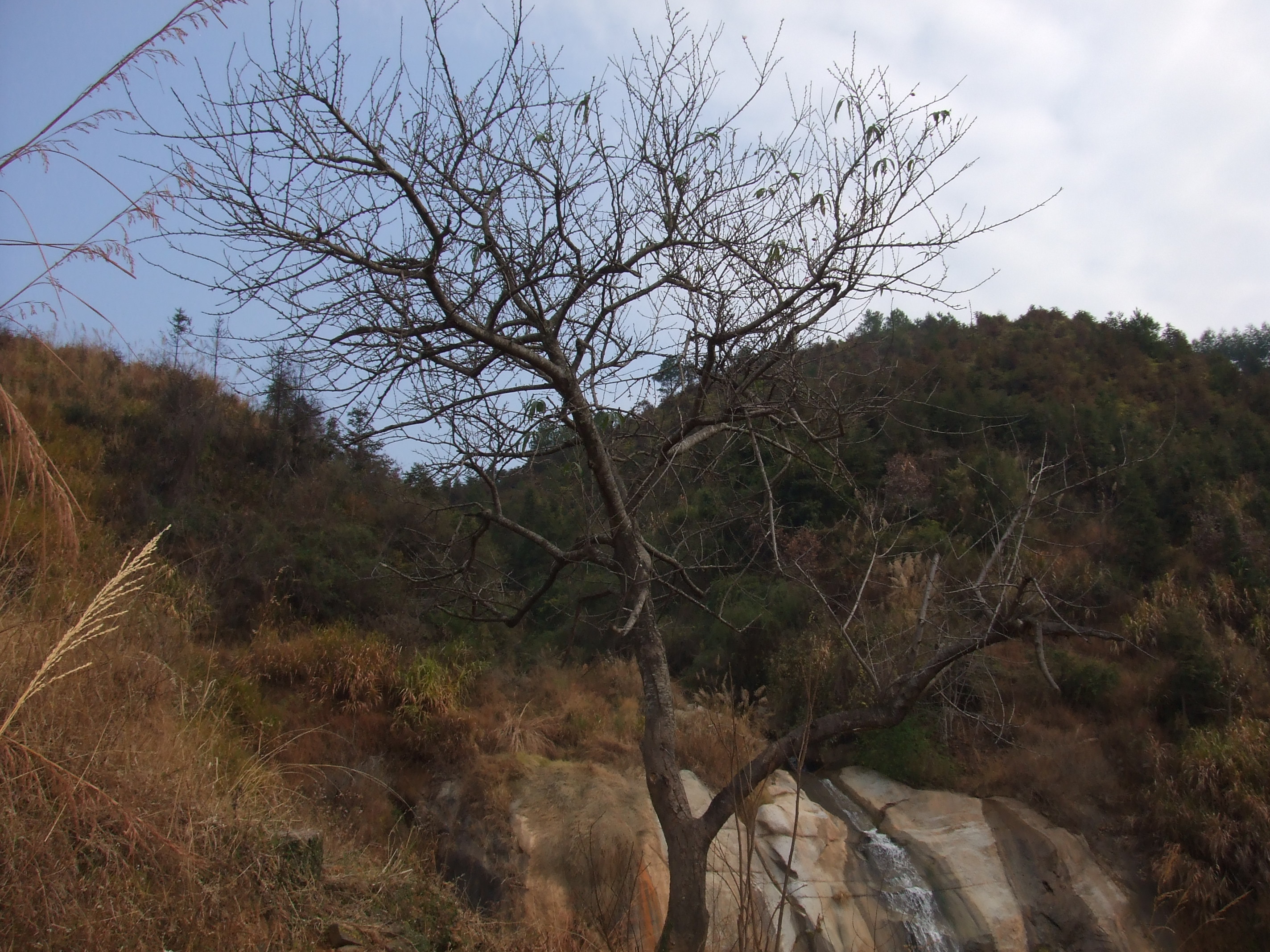 DSCF1451.JPG