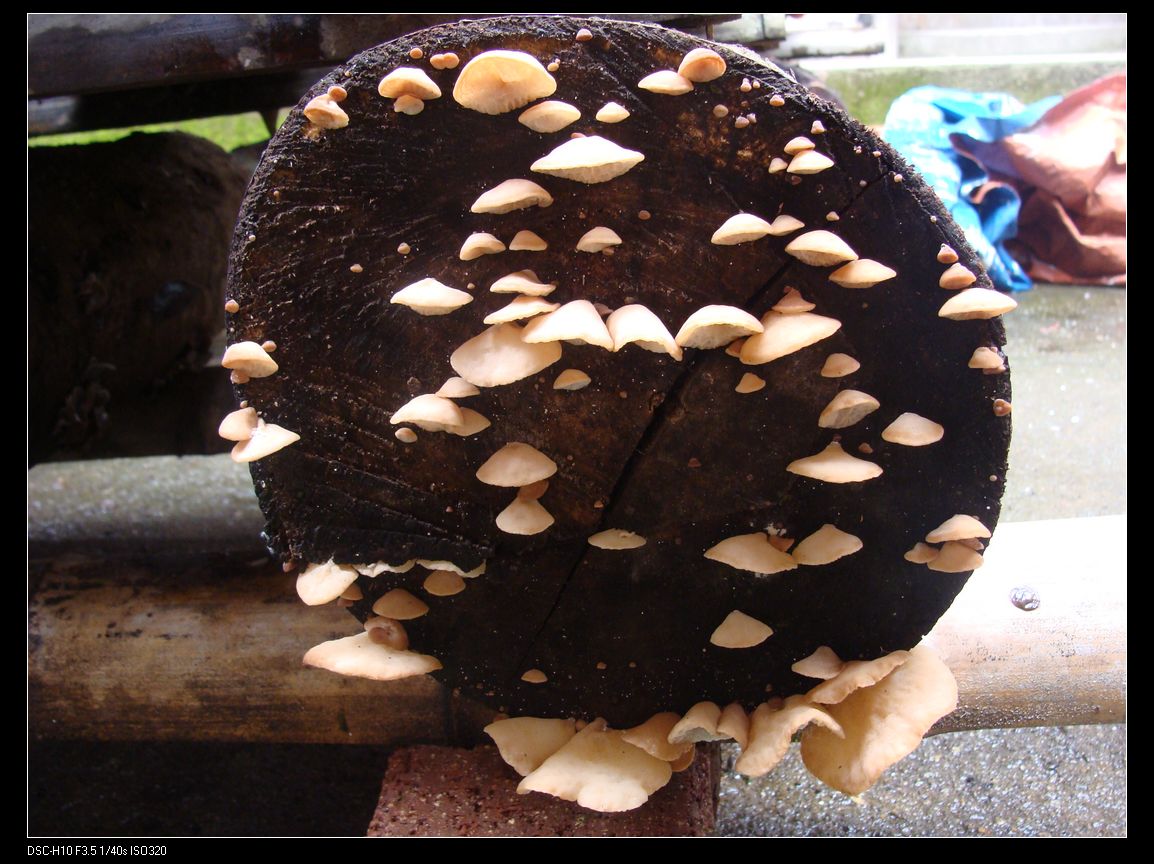 DSC00410 (2).jpg