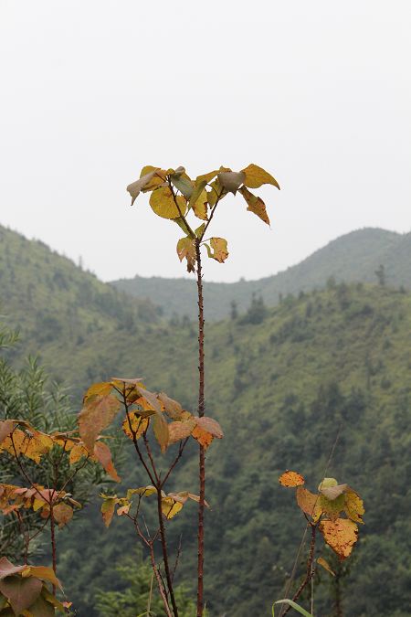 IMG_1128.jpg