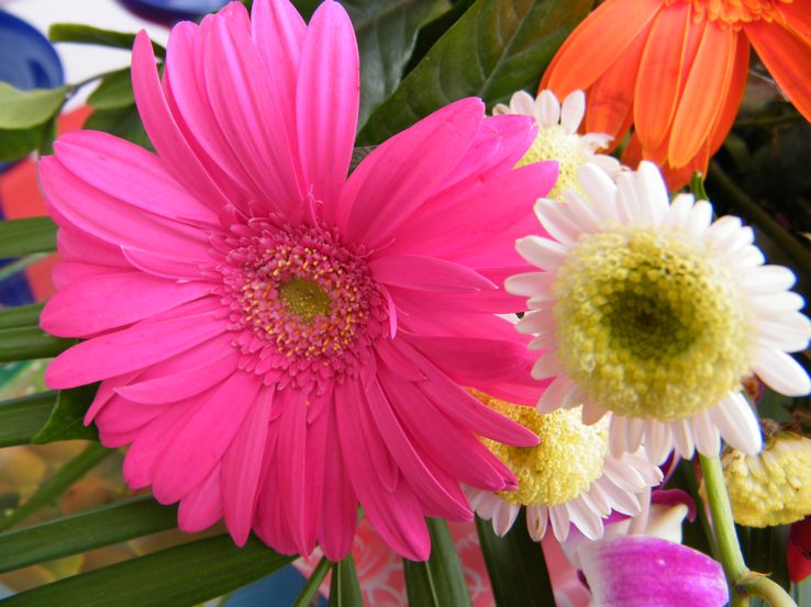 DSCF2306.JPG