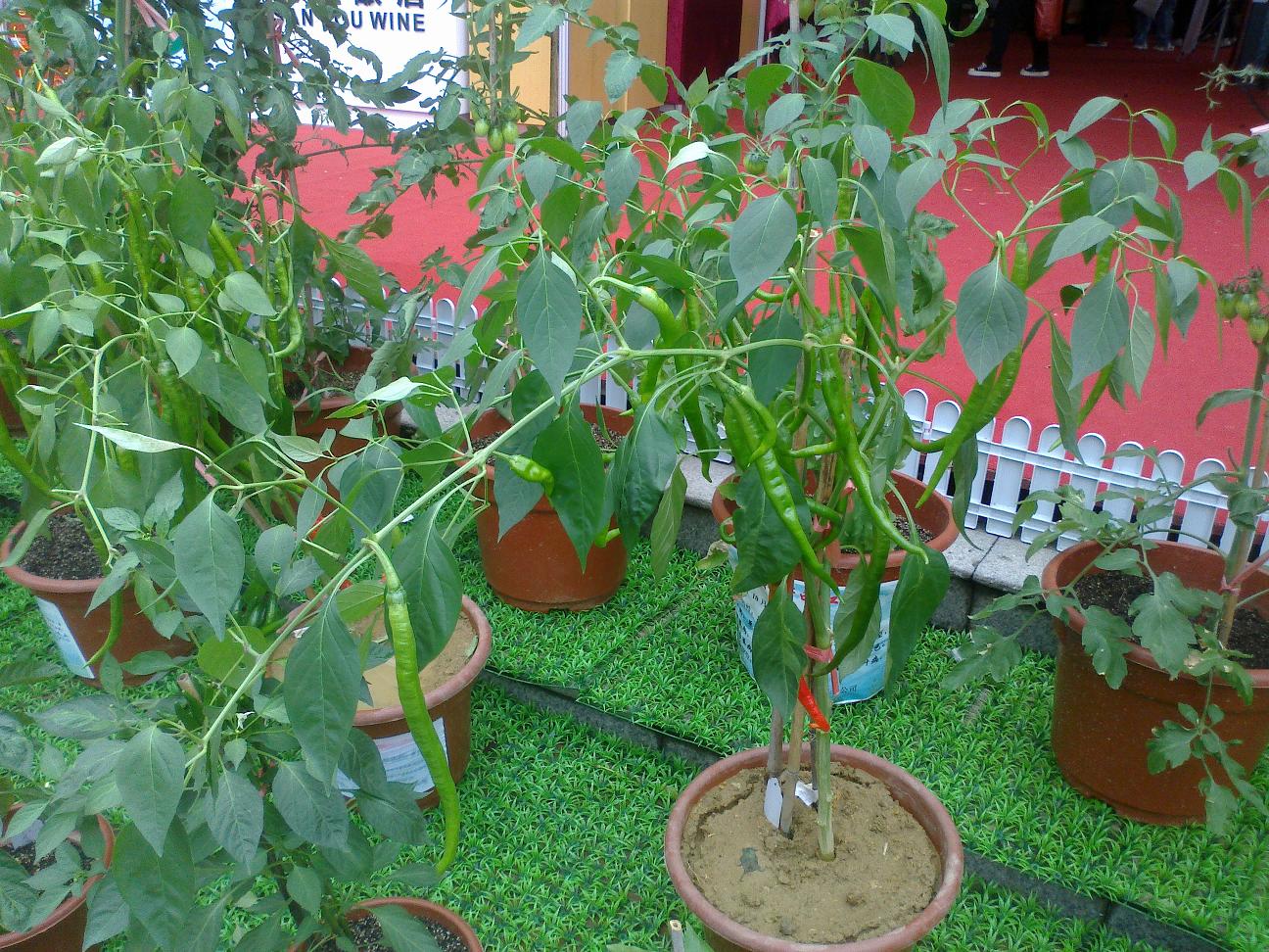 20111126040.jpg