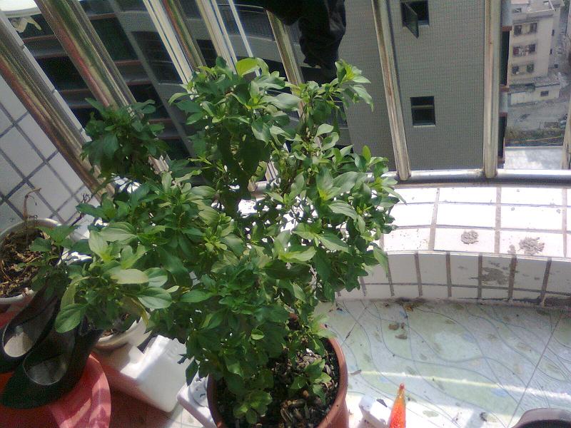Ƭ0204.jpg