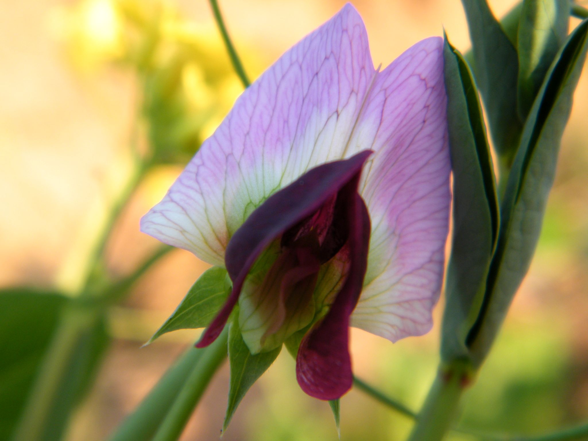 DSCF3095.JPG